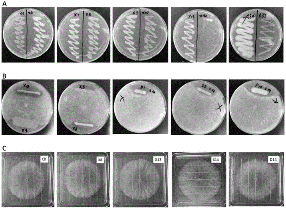 一株恶臭假单胞菌x14及其应用方法与流程