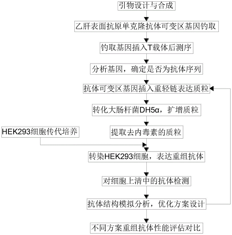 乙肝表面抗原單克隆抗體及製備方法應用氨基酸序列與流程