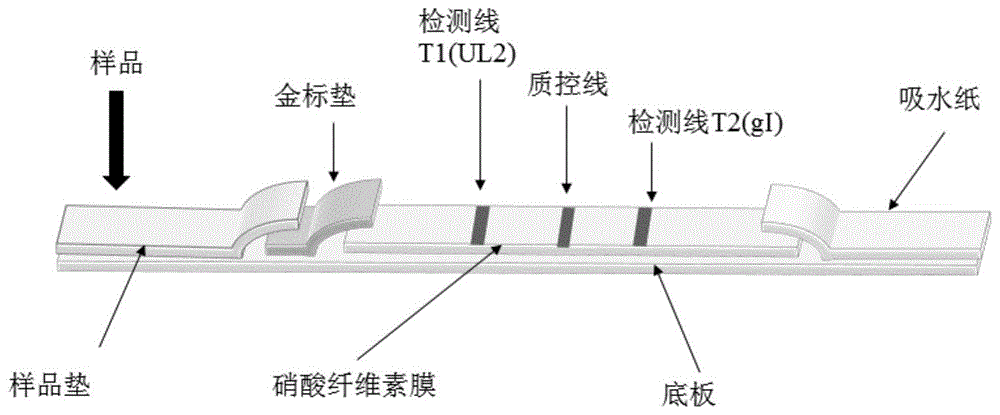 四年级科学探险之旅