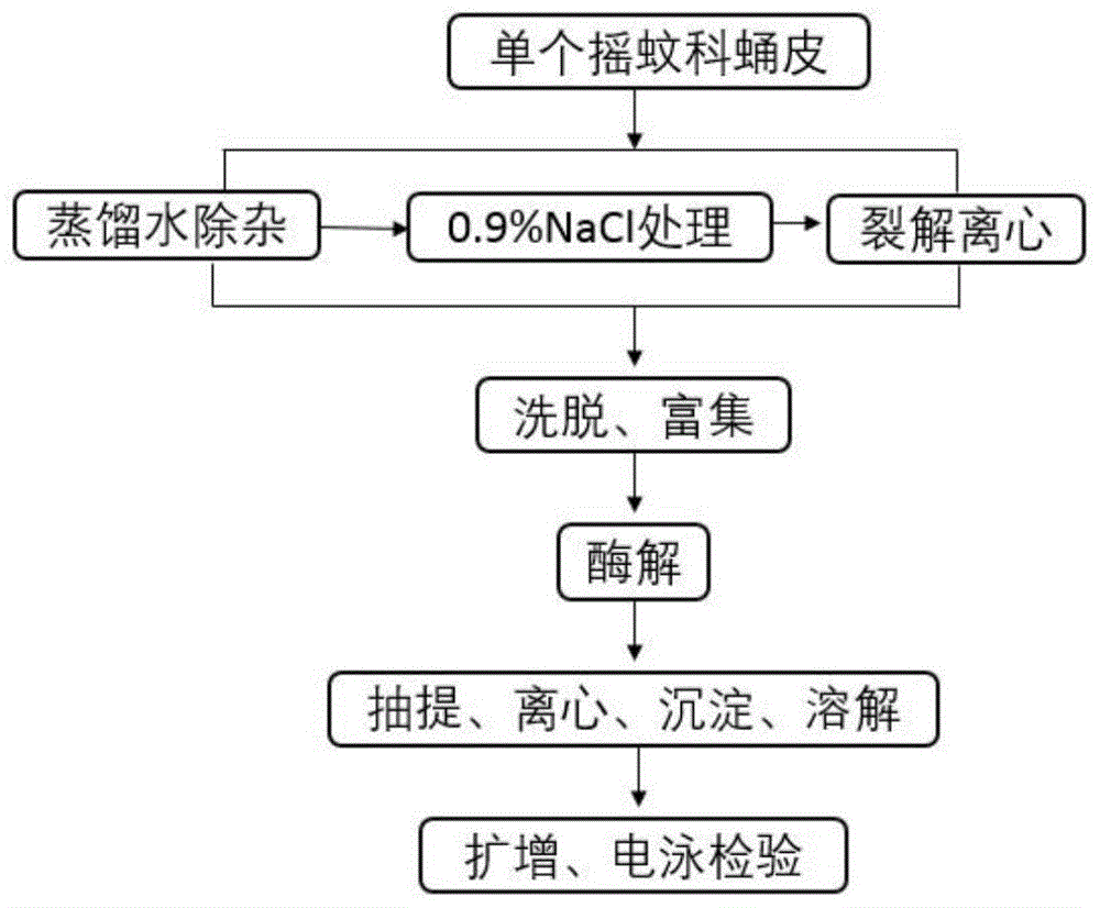 一種提取單個搖蚊科蛹期蛻皮dna的方法與流程