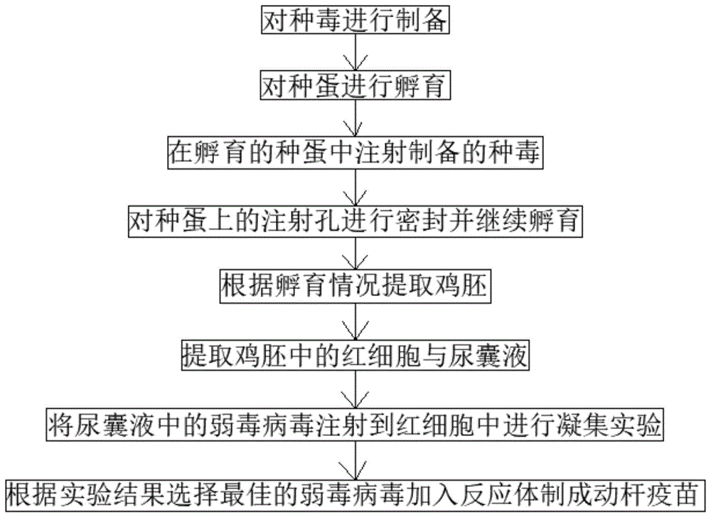 鸡疫苗流程图图片