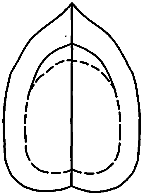 核桃钳子简笔画图片