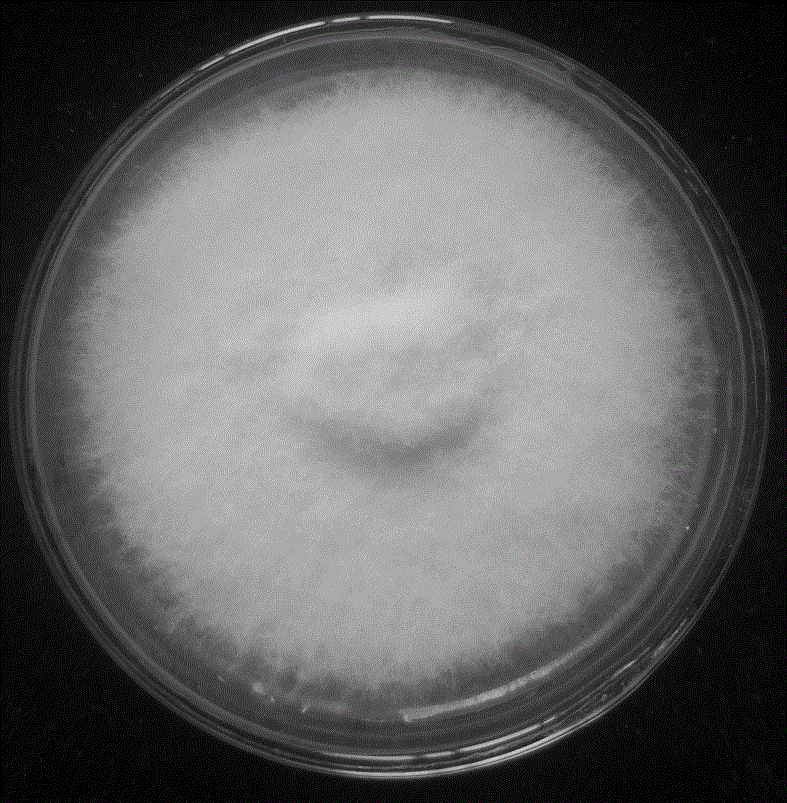 尖孢镰刀菌菌落图片