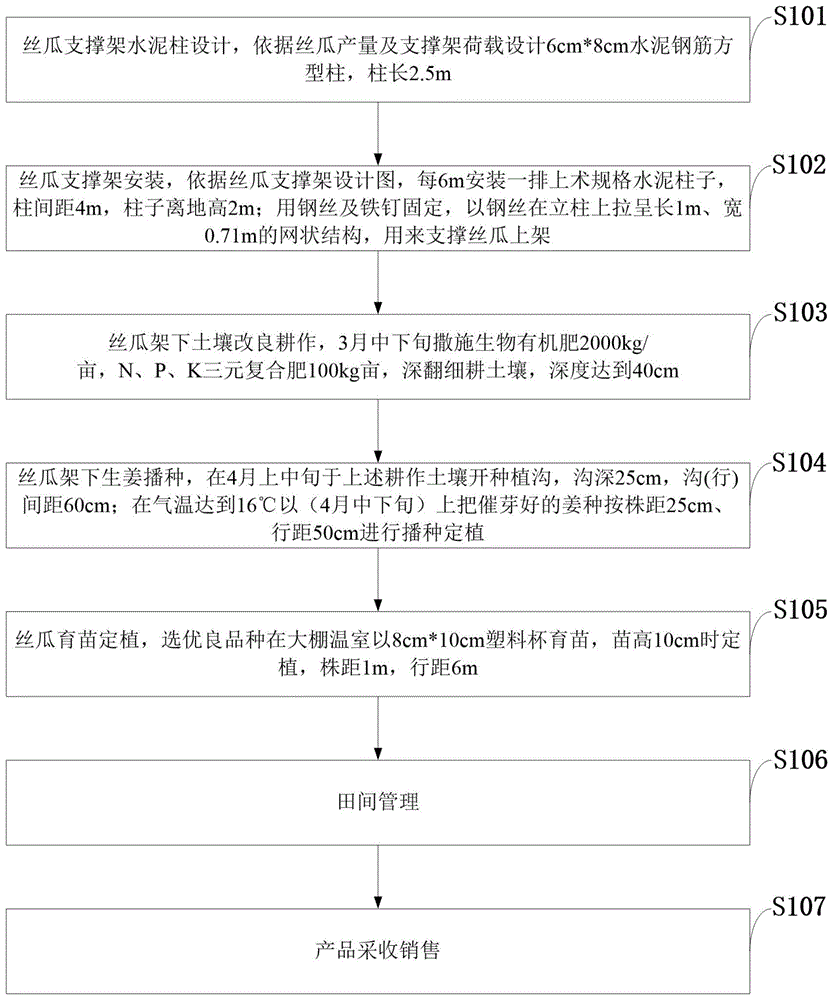 一种露地生姜与搭架丝瓜间作套种的双增栽培方法与流程