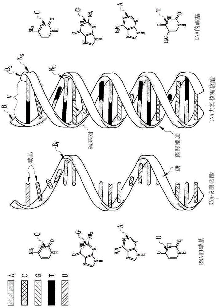 利用物理能量令dna与蛋白质产生结构交联且组织稳定的生物防伪方法