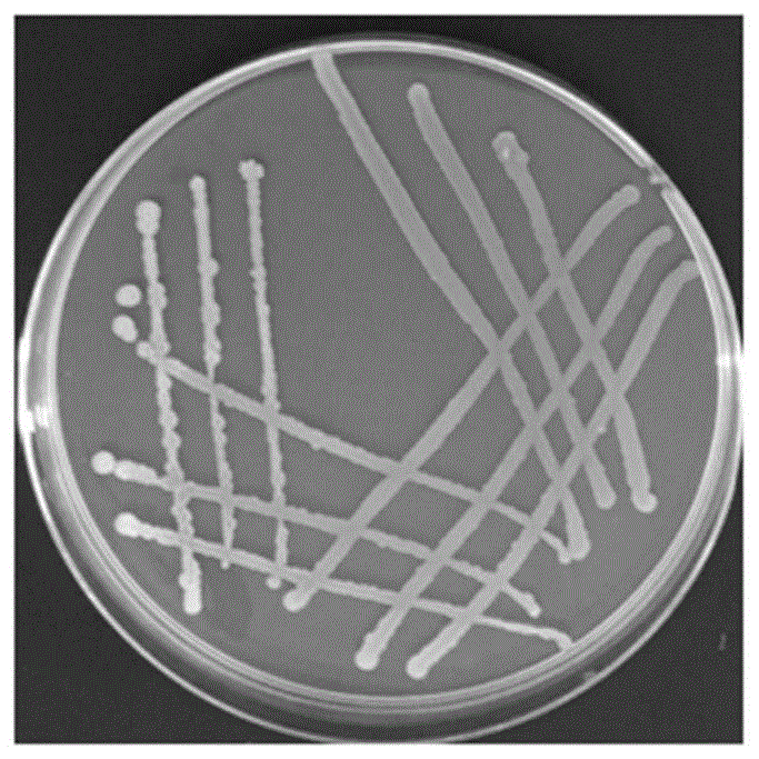 一株生防貝萊斯芽孢桿菌zhx-7及其應用的製作方法