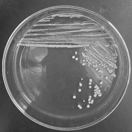 一种白假丝酵母菌及其在发酵饲料中的应用的制作方法