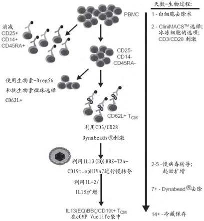 用於過繼性t細胞療法的中央記憶t細胞的製作方法