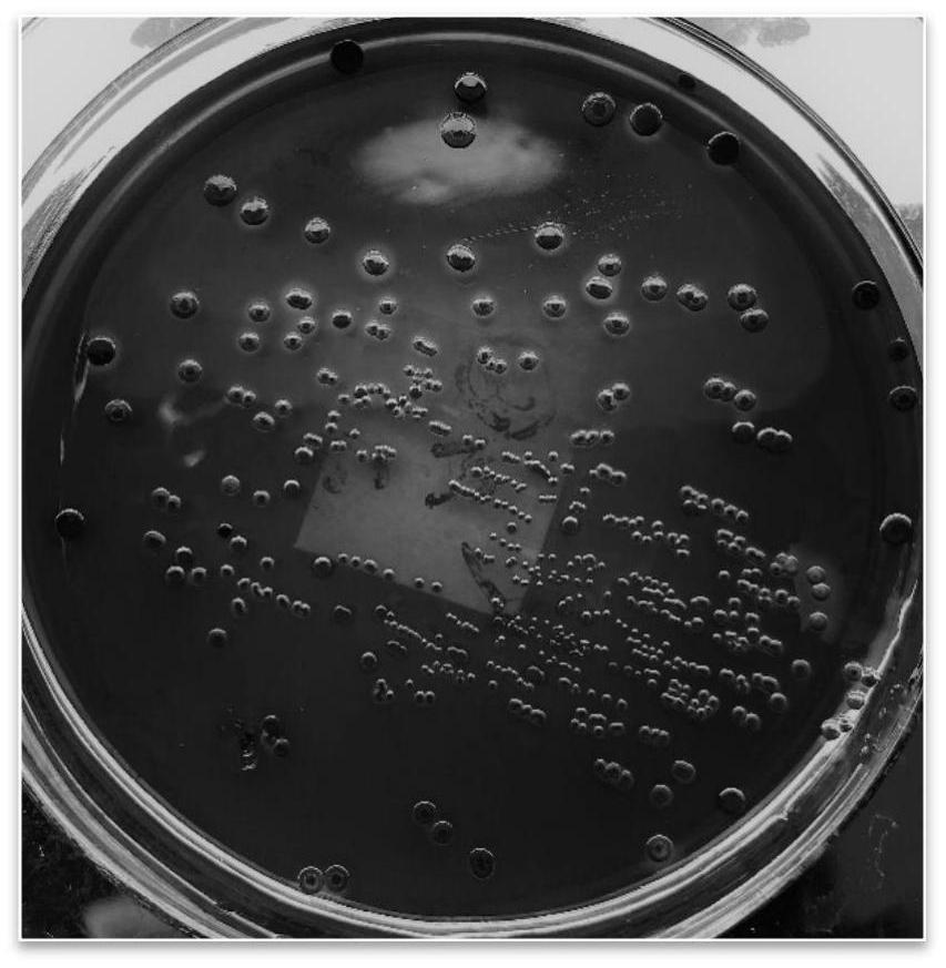 噬菌斑图片图片