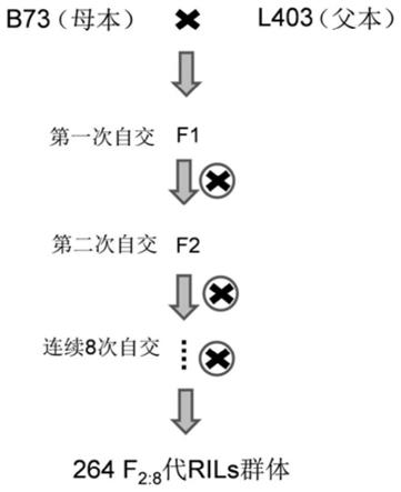 生物自交图解图片