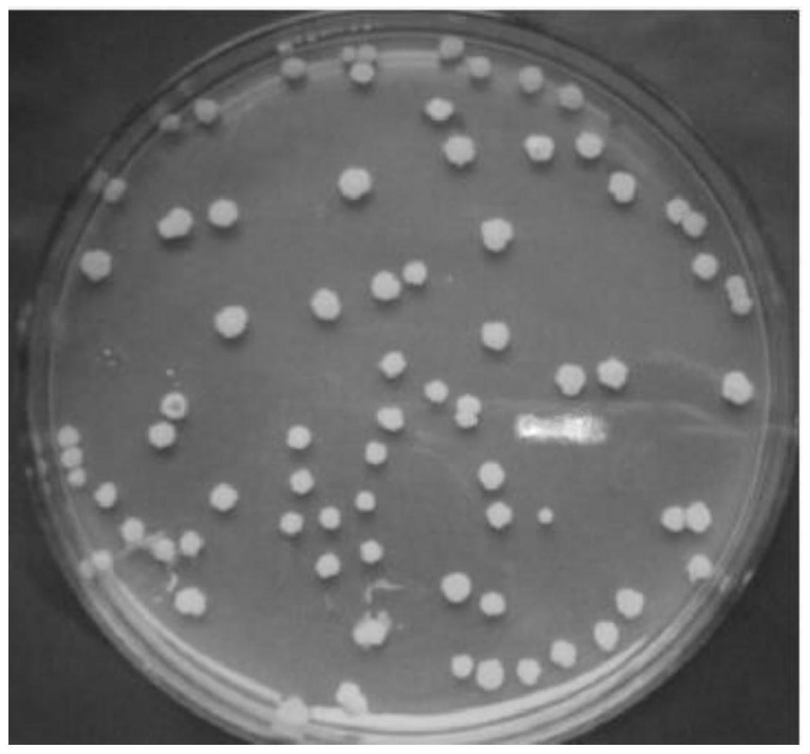 一种多粘类芽孢杆菌W33及其微生物育苗基质与应用
