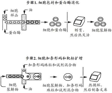 核酸检测原理图图片