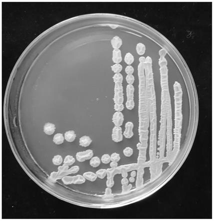 芽孢杆菌平板菌落图图片