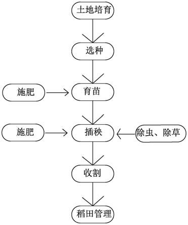 水稻种植过程6步 步骤图片