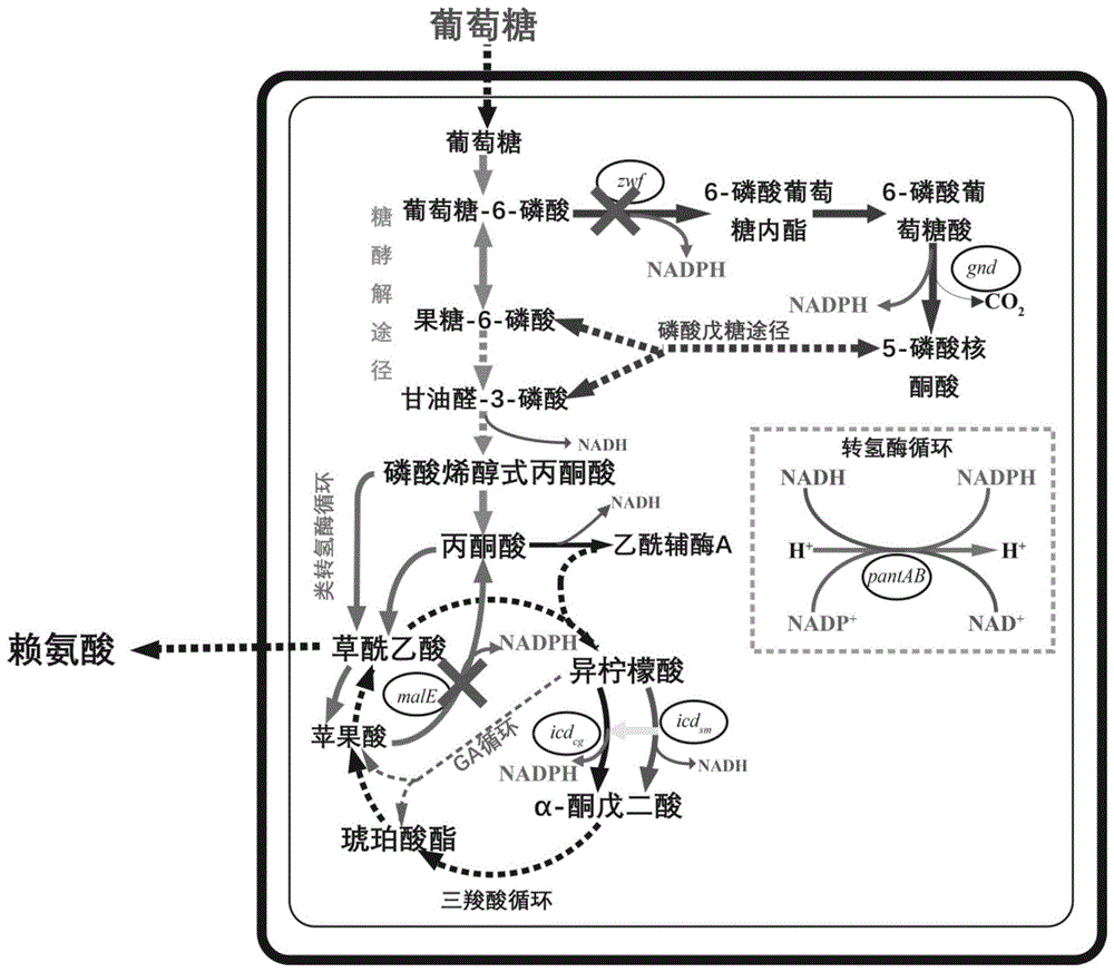 谷氨酸发酵过程图片