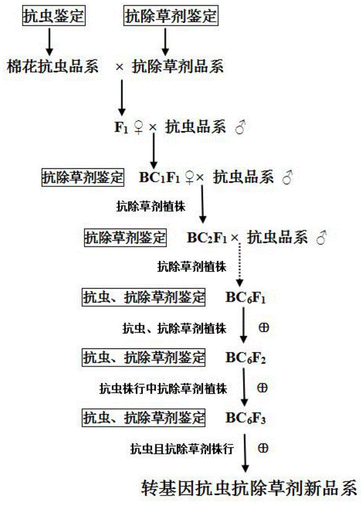 抗虫棉基因工程流程图图片