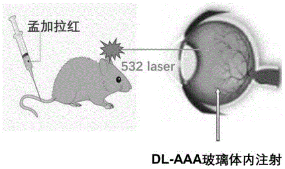 新型視網膜靜脈阻塞小鼠模型的構建方法與流程