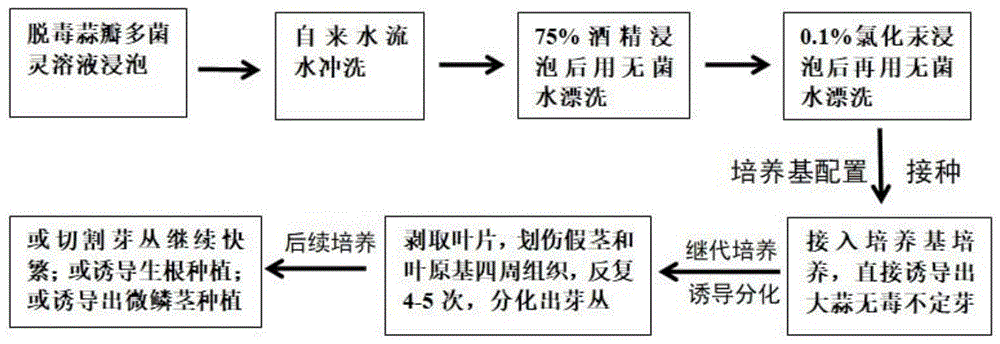 一种提高大蒜生长点分化不定芽数量的组培方法与流程