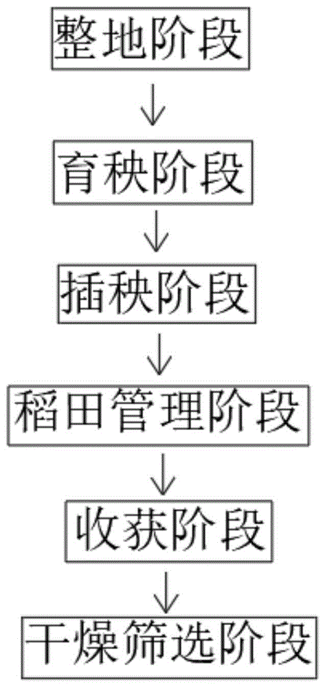 水稻种植过程6步 步骤图片