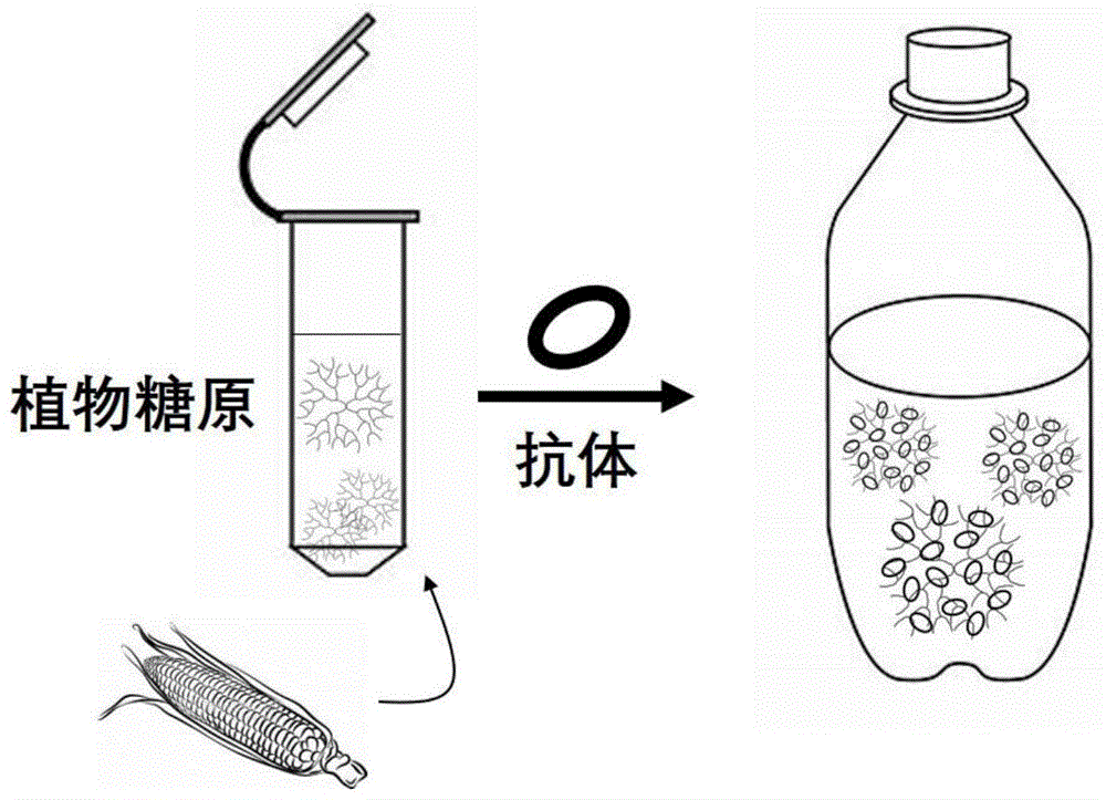 一種植物糖原豬口服接種疫苗納米佐劑及其製備方法與應用