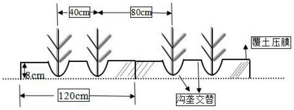 一种糜谷类作物栽培方法与流程