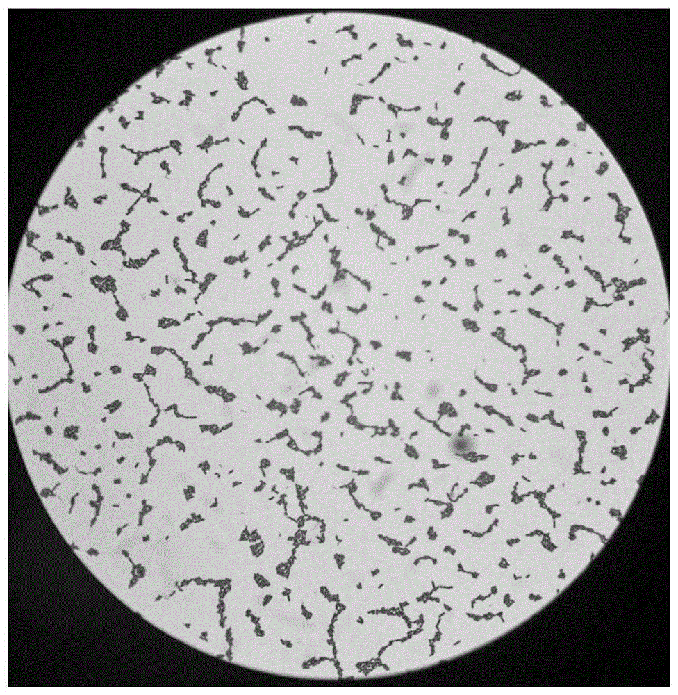 乳酸菌的形态图片