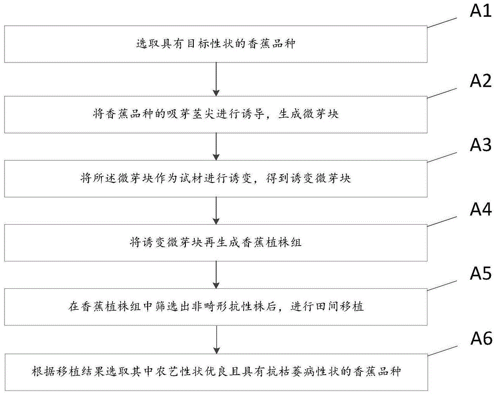 一种香蕉抗枯萎病诱变育种方法