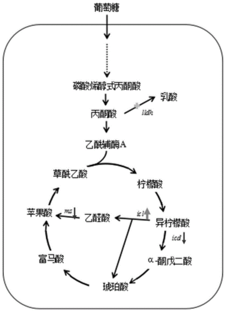 基于crispri调控的利用谷氨酸棒状杆菌合成乙醛酸的方法