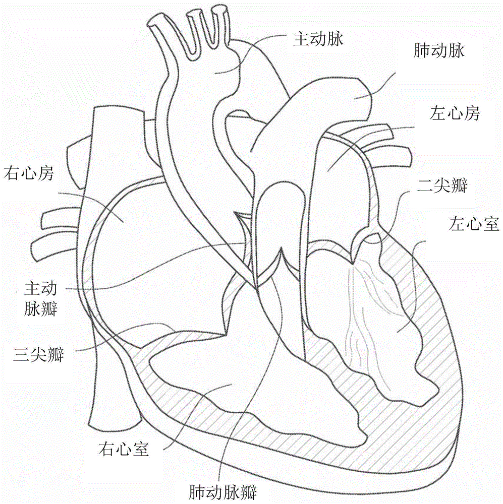 心脏结构 手绘图片
