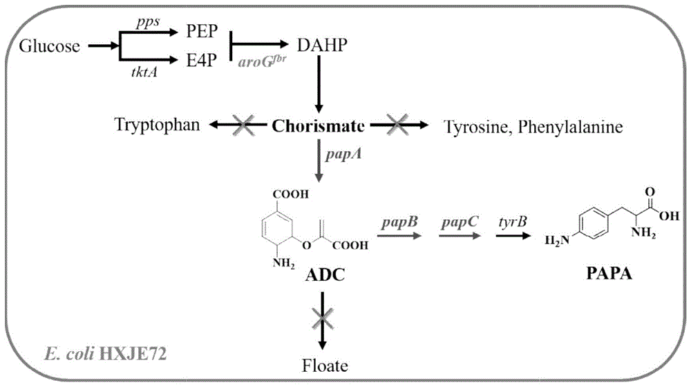 本發明屬於合成生物學或者代謝工程領域,涉及對氨基苯丙氨酸(p-amino