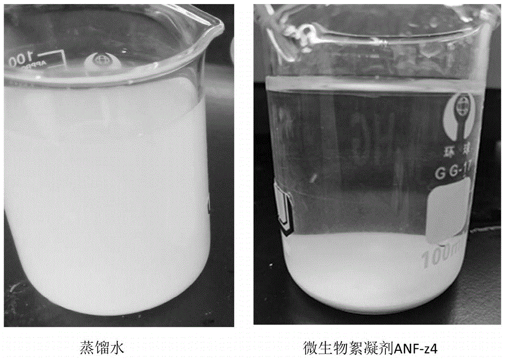 微生物絮凝劑技術領域,具體涉及一種微生物絮凝劑及其製備方法和應用