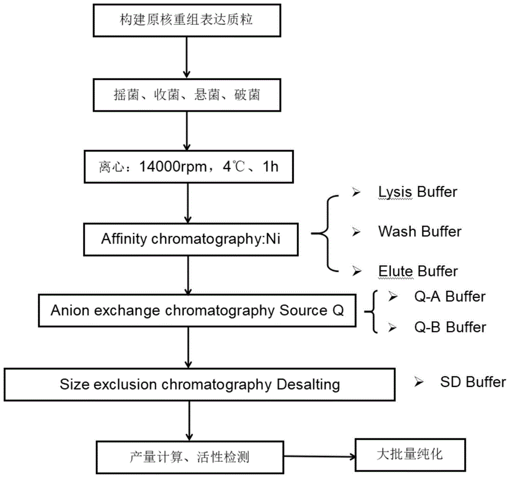 一种热休克蛋白hsp60的表达和纯化方法及其应用