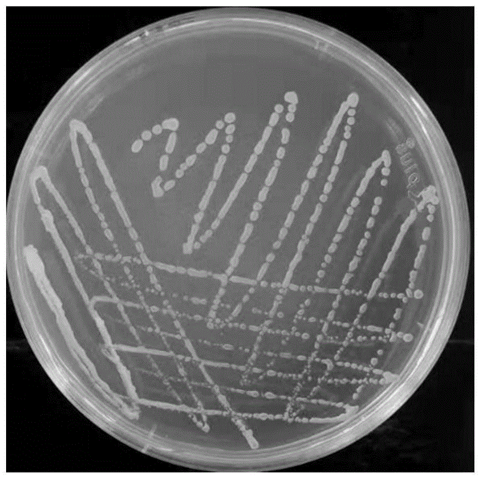 一種具有抑菌和降低病毒血凝價功能的枯草芽孢桿菌及其應用的製作方法