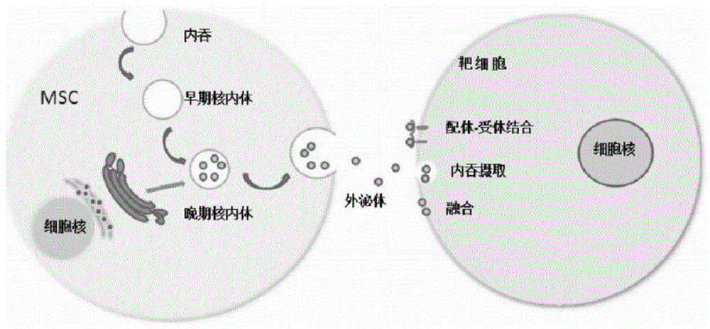 臍帶/胎盤間充質幹細胞源性外泌體的製備方法及應用與流程