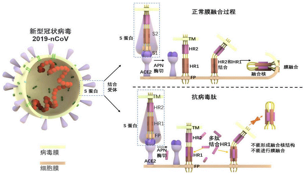 抑制新型冠状病毒（sars Cov 2）的多肽和其应用 