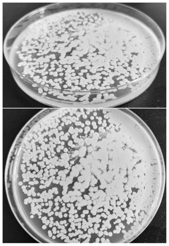 芽孢杆菌形态图片