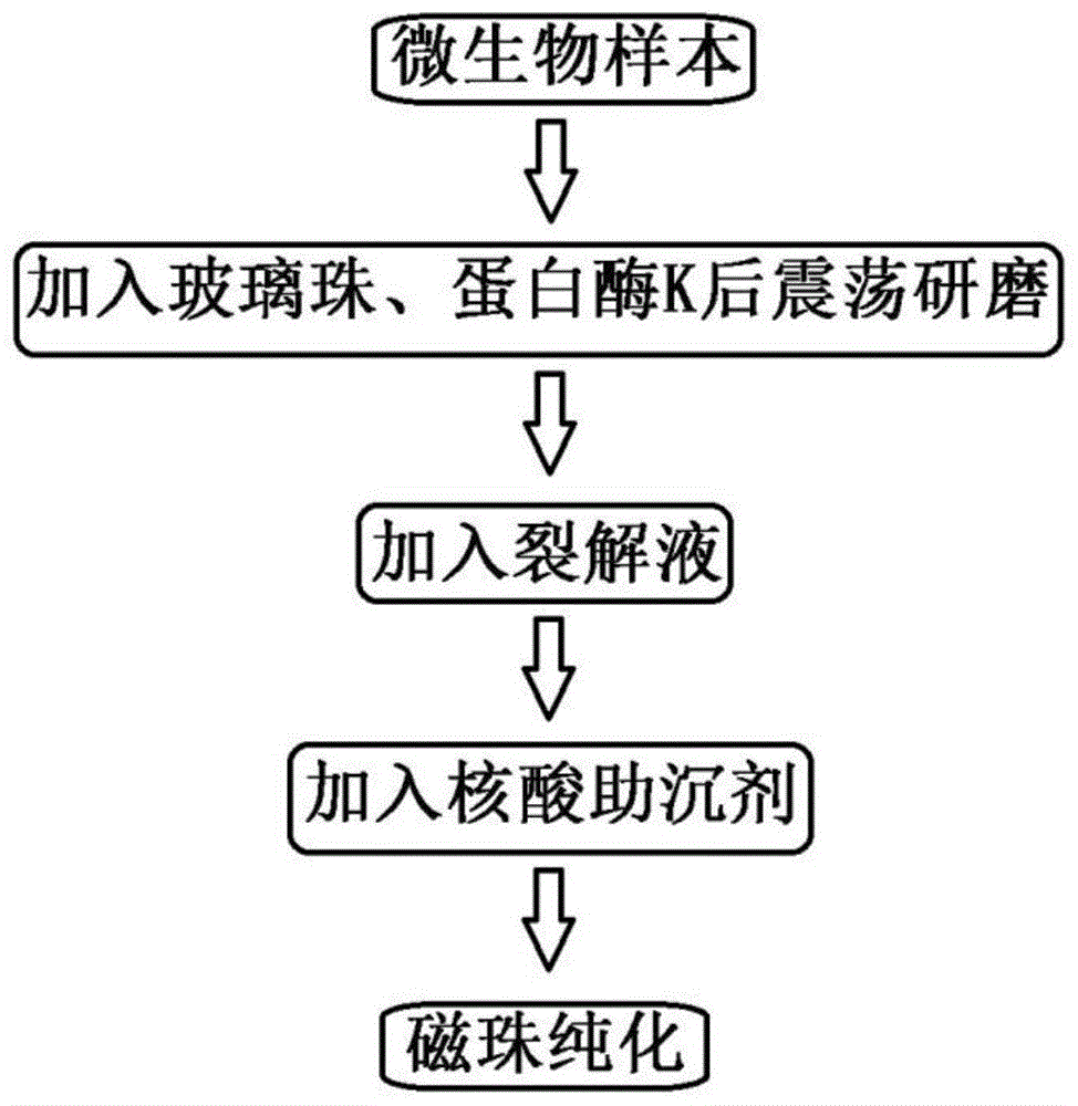 核酸提取原理图片