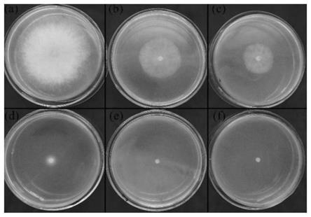 一种农杆菌介导葡萄灰葡萄孢遗传转化体系的构建方法与流程