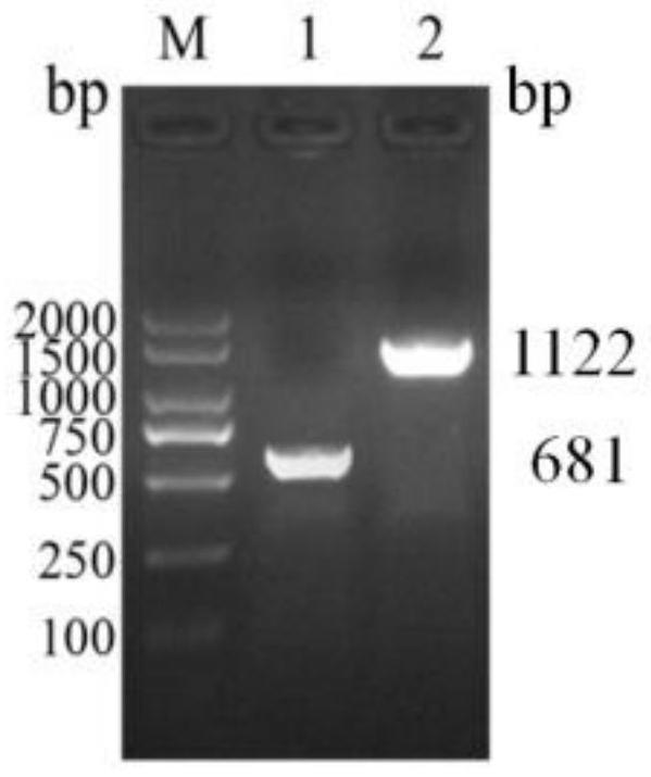 牛病毒性腹泻e0 E2基因重组腺病毒疫苗构建方法 2