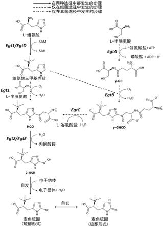 麦角硫因结构图片