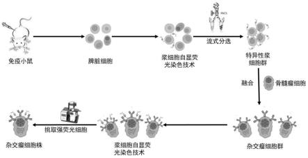 高效筛选分泌单克隆抗体的杂交瘤细胞的方法及其应用与流程