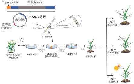 一种稻曲病菌基因UvGHF1及其在水稻抗病中的应用