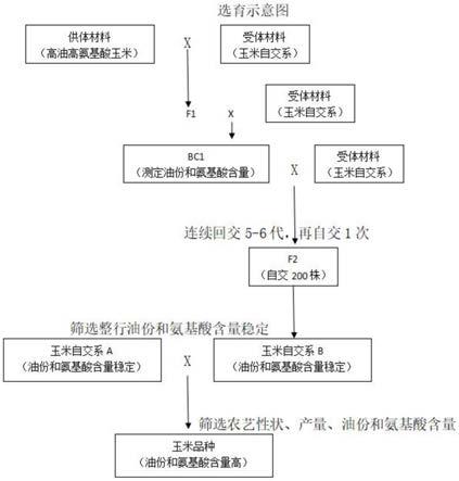 一种高油高氨基酸玉米种子的选育方法与流程