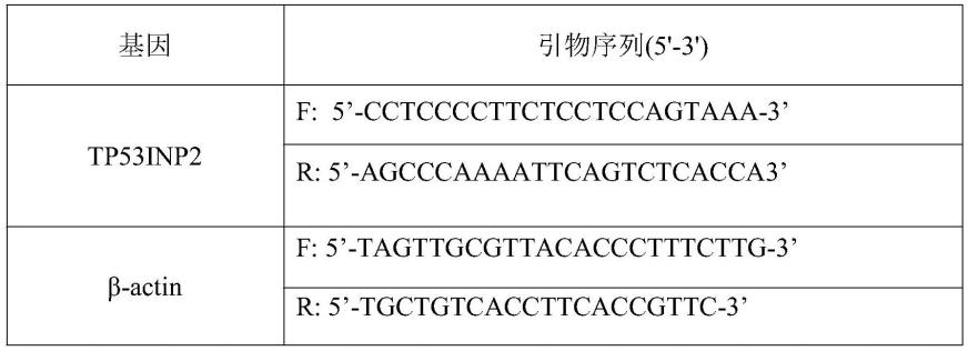 TP53INP2在增强急性髓系白血病细胞对TRAIL敏感性方面的应用