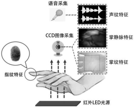 非接触式声纹与掌纹掌静脉的多模态身份识别系统和方法