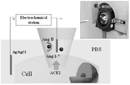 一种检测酶活性的纳米试剂盒耦合电喷雾电离质谱的装置、检测方法及其应用