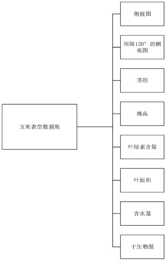 一种基于卷积神经网络的玉米表型参数提取方法