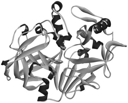 一种高热稳定性和高活性的胃蛋白酶突变体设计方法与流程