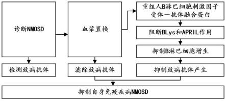 重組人B淋巴細(xì)胞刺激因子受體－抗體融合蛋白在NMOSD中的應(yīng)用的制作方法