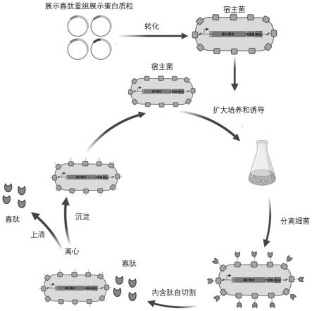 基于大肠杆菌展示和内含肽切割的寡肽表达和提纯方法与流程